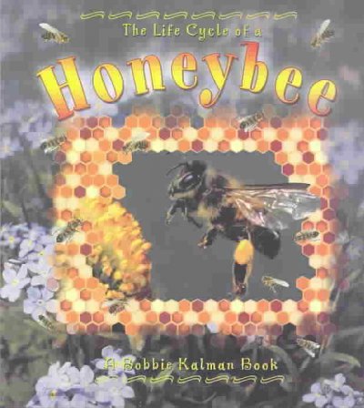 Life cycle of a honey bee
