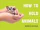 Go to record How to hold animals